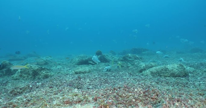 goatfish and snappers predating on triggerfish nests, sea of cortez, mexico.