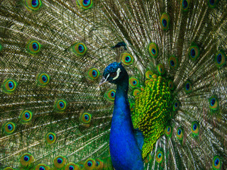 Fototapeta na wymiar Beautiful peacock dissolved the tail closeup. 