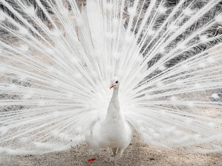Obraz premium Beautiful white peacock with loose tail in natural environment. Albino peacock.
