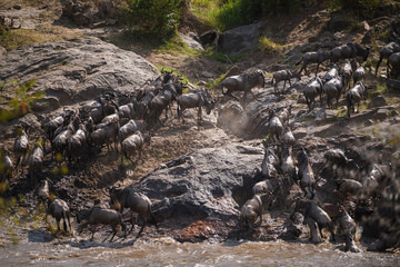 The Great Migration. Wildebeest and Zebra crossing the Mara River Masai Mara ,Kenya.