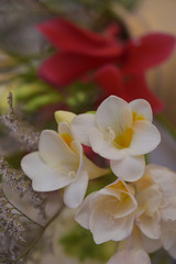 closeup of white flower