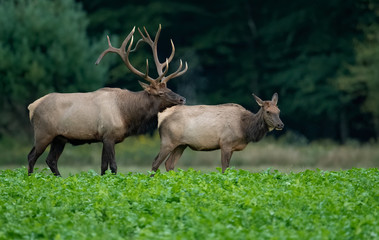 elk in the forest 
