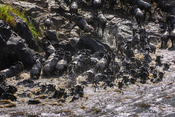 The Great Migration. Wildebeest and Zebra crossing the Mara River Masai Mara ,Kenya.
