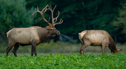 Naklejka na ściany i meble bull elk in the forest