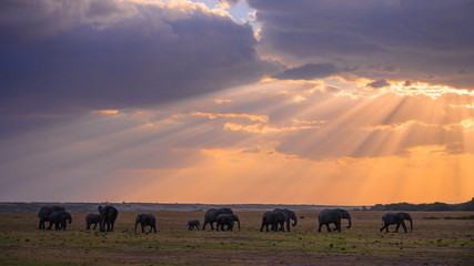Herd of African Elephants at sunset Masai Mara ,Kenya.