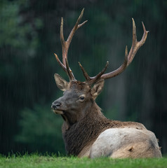 elk in the rain