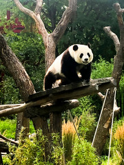 Very beautiful and cute panda bear walking in nature