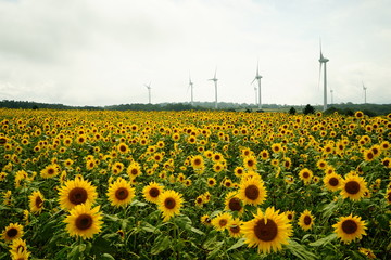 郡山布引風の高原