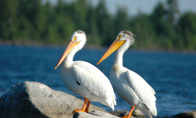 Fototapeta na wymiar Pelicans on the Rock