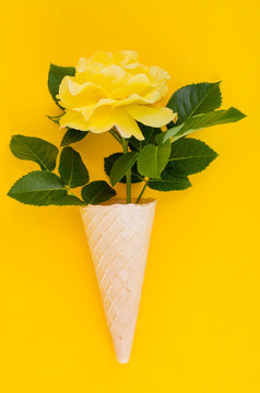 Yellow rose in cone on bright background.