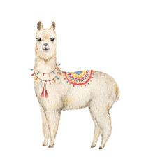 Watercolor hand drawn vector card Llama or alpaca. © ElenaMedvedeva