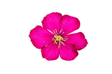 Pink clematis flower close-up isolated on white background.