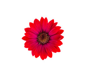 Red garden flower on white background. Photo