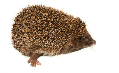 hedgehog animal with spikes isolated on white background