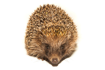 hedgehog animal with spikes isolated on white looking at camera