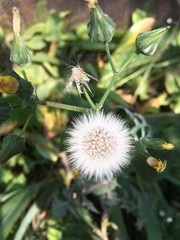 Garden flower picture icon pic background 