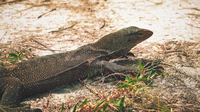 4K UHD Cinemagraph of a monitor lizard, hardly moving but breathing on Perhentian Island, Malaysia