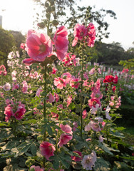 Close up Group of Pink Hollyhock Flowers with Sunlight