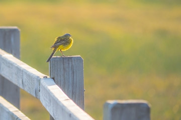 bird on fence