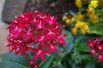 赤いペンタスの花