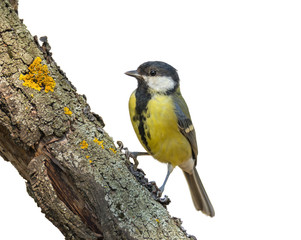 Single great tit sitting on tree branch