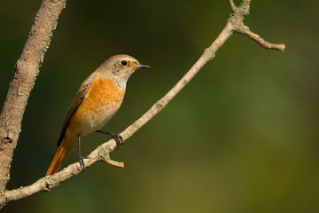 Redstart sitting on tree branch