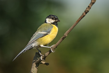 Fototapeta premium Single great tit sitting on tree twig