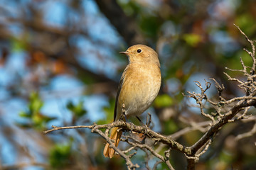 Redstart sitting on tree branch