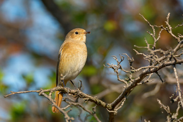 Redstart sitting on tree branch