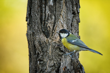 Single great tit sitting on tree trunk