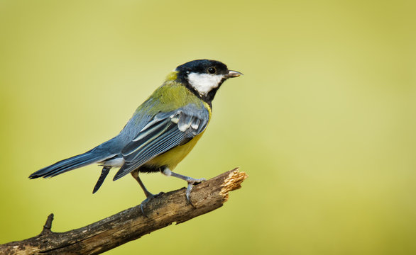 Single great tit sitting on tree branch