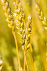 Fototapeta premium ears of grass swaying in wind on summer meadow in morning sunlight 