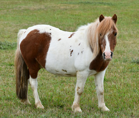 Shetland pony. Pony shetland stands on the grass.