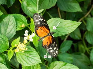 papillon de la serre aux papillons de l'île de Noirmoutiers en France