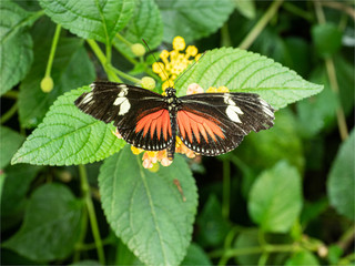 papillon de la serre aux papillons de l'île de Noirmoutiers en France