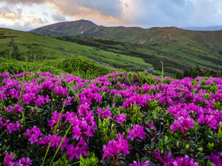 Rhododendron flowers on sunset summer misty mountain top. Carpathian, Ukraine.