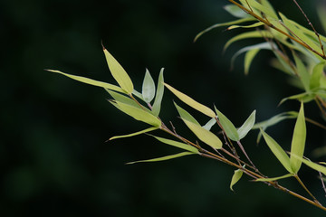Bambusblätter mit schwarzem Hintergrund