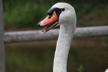 portrait of a swan