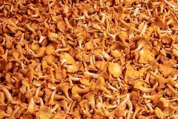 Full frame of many fresh yellow orange chanterelles. Raw food, delicious gourmet edible mushrooms.
