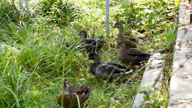 Ducks in the grass. Duck flap wings. Group of mallard in wildlife