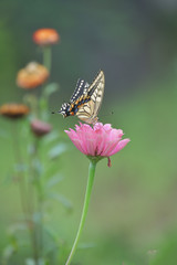 アゲハ蝶とジニアの花