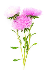 Beautiful violet and pink garden asters flowers bunch isolated on white background closeup