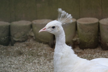 portrait of a goose