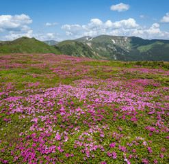 Blossoming slopes (rhododendron flowers ) of Carpathian mountains.