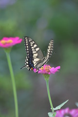 Fototapeta premium アゲハ蝶とジニアの花