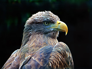 golden eagle portrait
