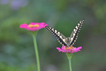 アゲハ蝶とジニアの花