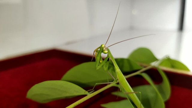 Mantis, a predatory insect on the leaves.