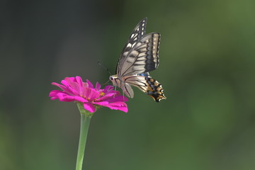 アゲハ蝶とジニアの花