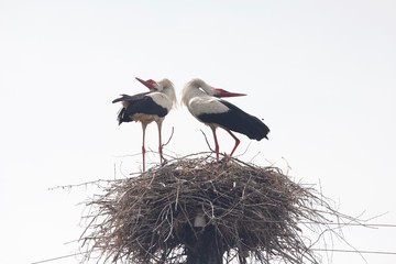 stork in nest